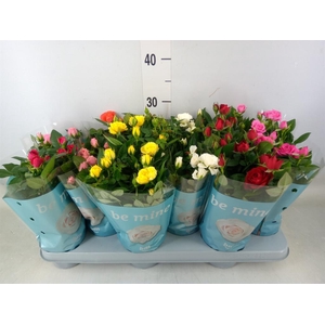 Rosa  'Beau Monde'   ...mix