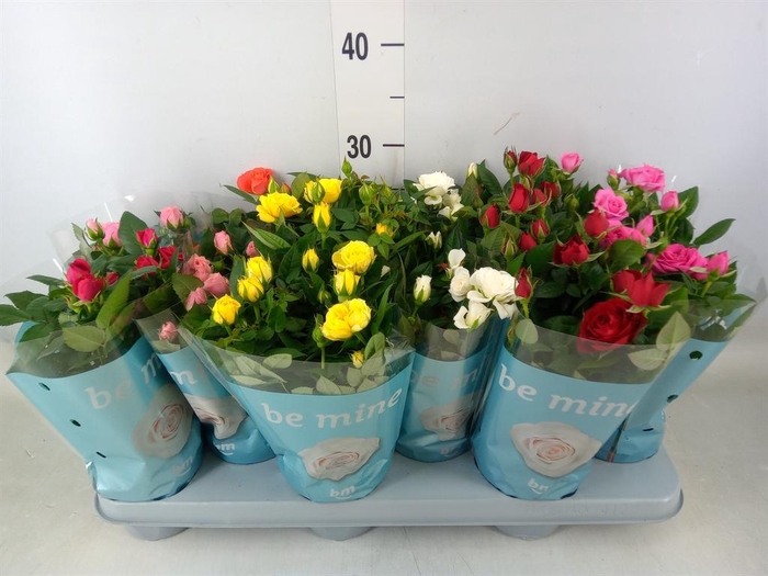 <h4>Rosa  'Beau Monde'   ...mix</h4>