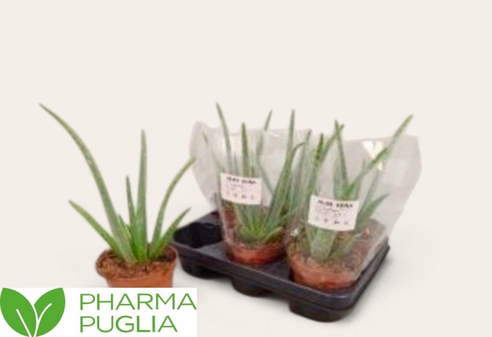 <h4>ALOE VERA</h4>