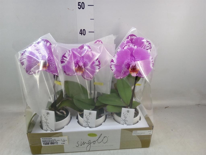 <h4>Phalaenopsis ...</h4>