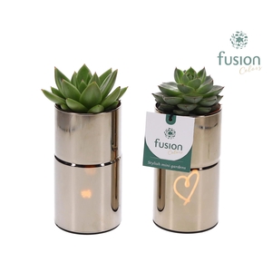 LED Glas tube planter met Suculent