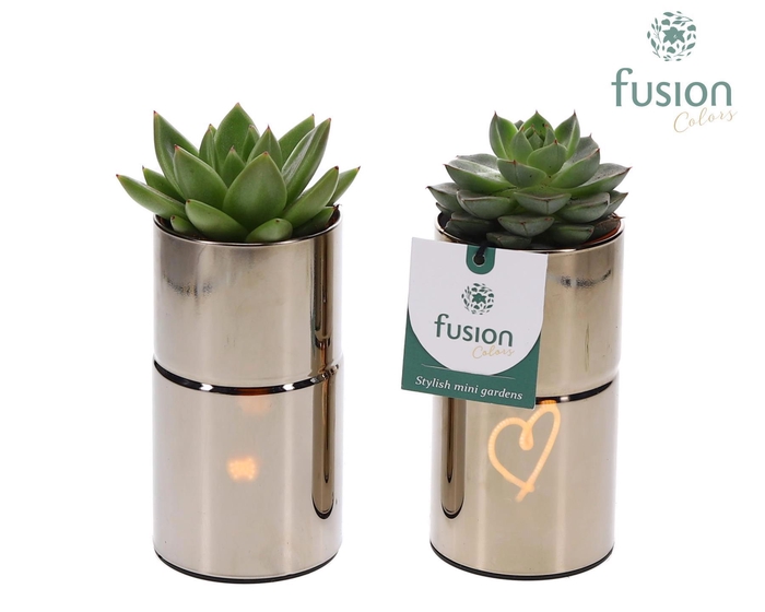 <h4>LED Glas tube planter met Suculent</h4>