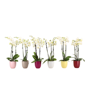 Hugo Paradise Mix Phal Wit 3T18+