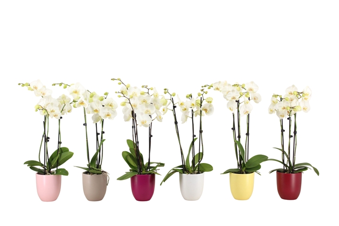 <h4>Hugo Paradise Mix Phal Wit 3T18+</h4>