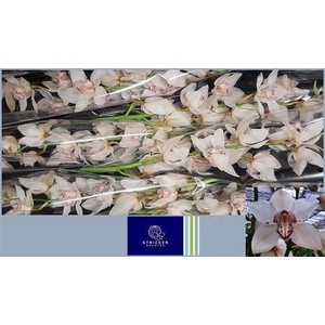 Cymb T Mrs Sugar Lee