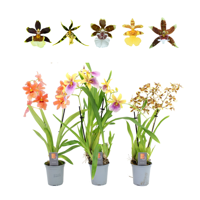 <h4>Inca Orchid Sunny Glow mix 2 spike 9cm</h4>