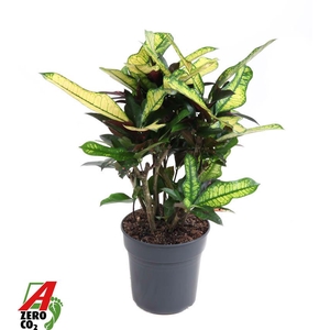 Codiaeum Wilma vertakt P21