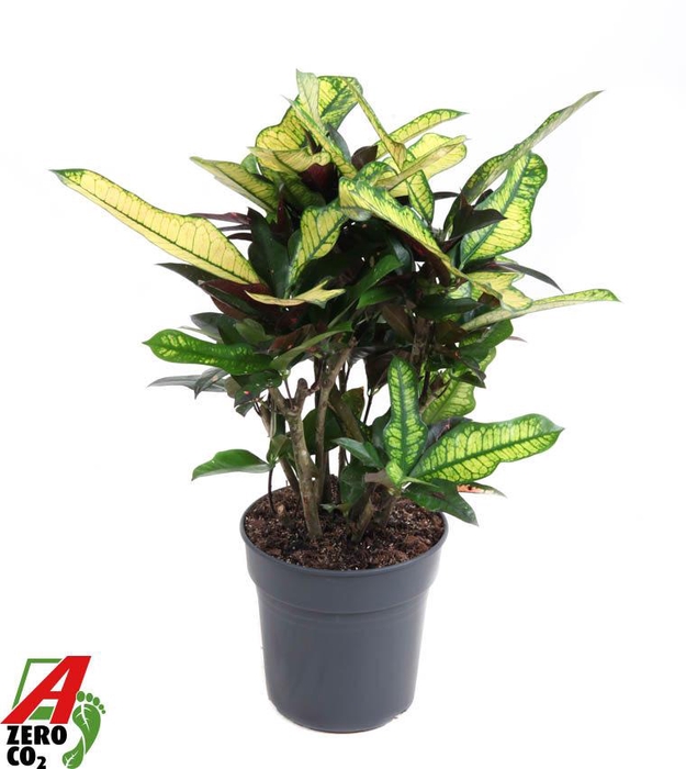 <h4>Codiaeum Wilma vertakt P21</h4>