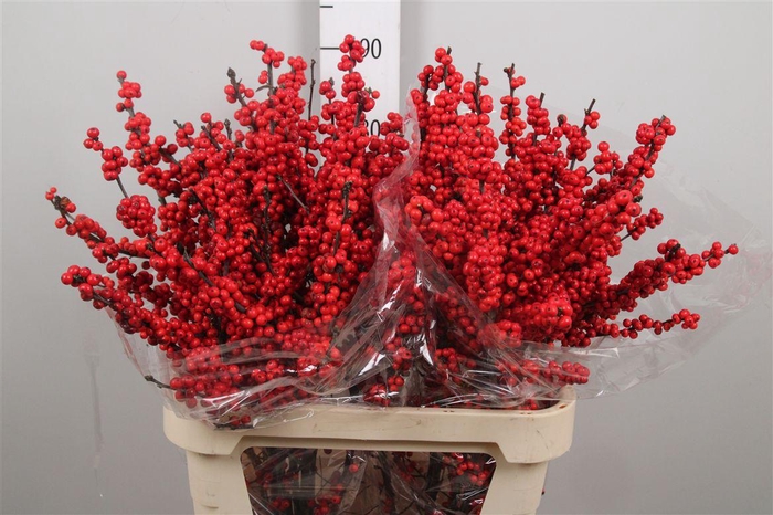 <h4>Ilex Ve Rode Bes</h4>