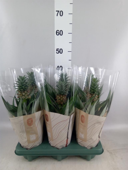 <h4>Ananas  'Mi Amigo'</h4>