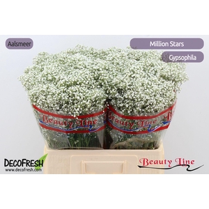 GYPS PA MILLION STAR