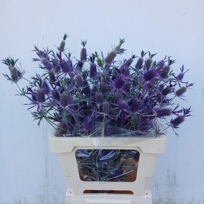 <h4>Eryngium discovery</h4>