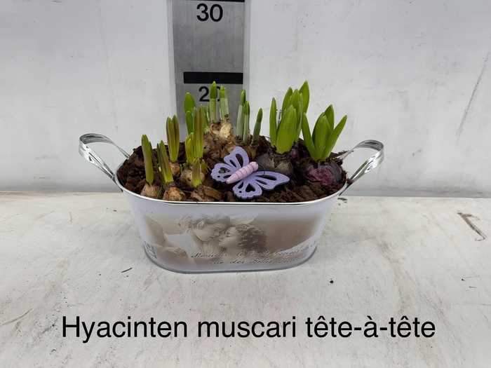 <h4>ARR BOL KNOLGEWAS</h4>