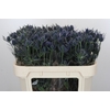 Eryngium Blue Dynamite