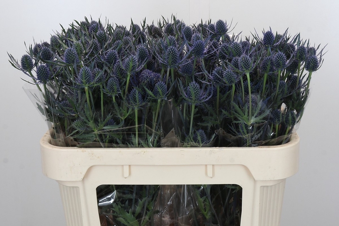 Eryngium Blue Dynamite