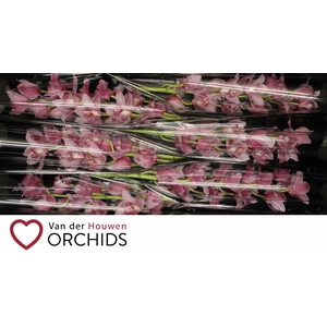 Elliot Rogers c290 80 cm