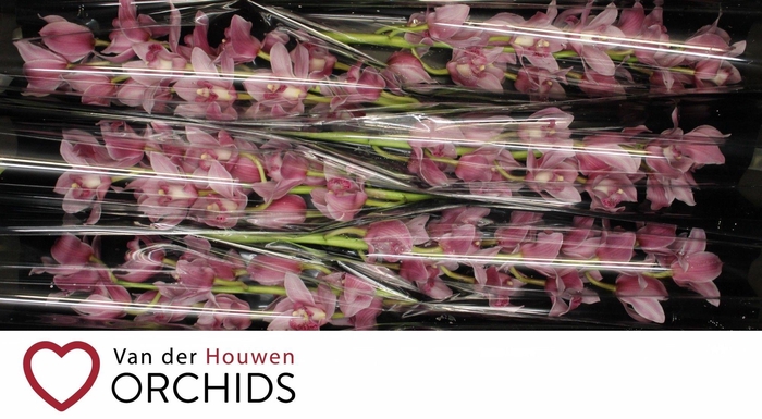 <h4>Elliot Rogers c290 80 cm</h4>