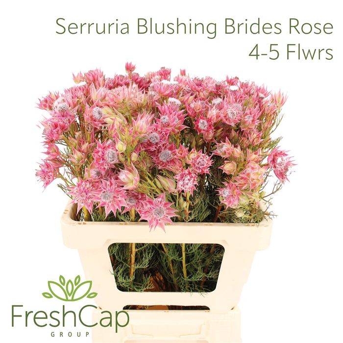 <h4>Serruria Blushing Brides Rose 4-5 Flwrs</h4>
