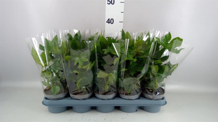 <h4>Fatsia japonica   ...</h4>