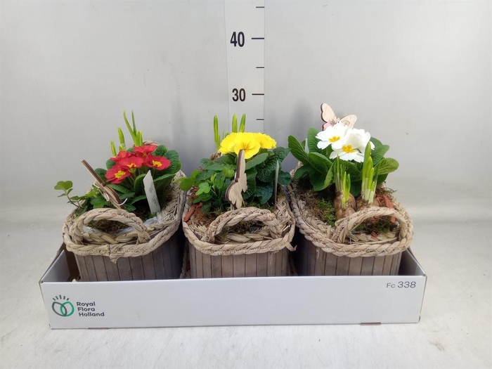 <h4>Arr. Planten L%</h4>