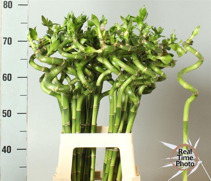 <h4>Drac Bamboo Spiraal 70 Cm</h4>