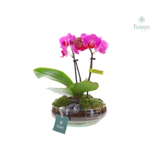 Green Bottle Iris Small met Phalaenopsis