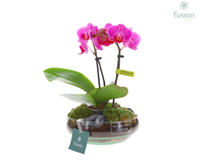 <h4>Green Bottle Iris Small met Phalaenopsis</h4>