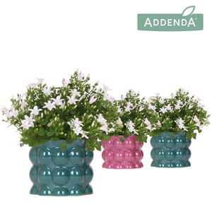 Campanula Addenda Ambella white in Cotton pot green mix