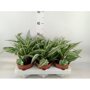 Dracaena frag. 'Kanzi'