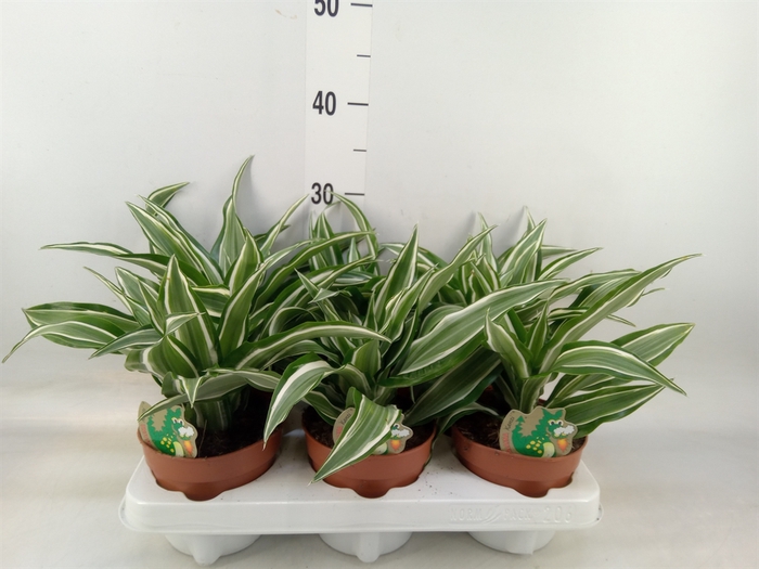 <h4>Dracaena frag. 'Kanzi'</h4>
