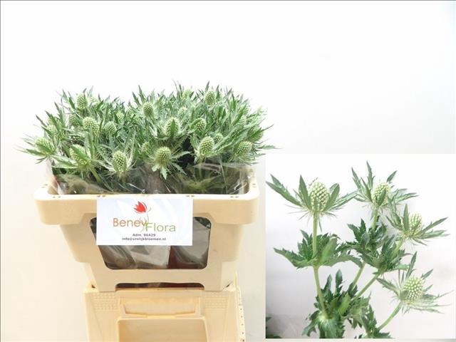 <h4>Eryngium Magical White Lagoon</h4>