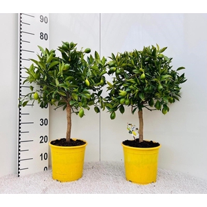 Citrofortunella floridana