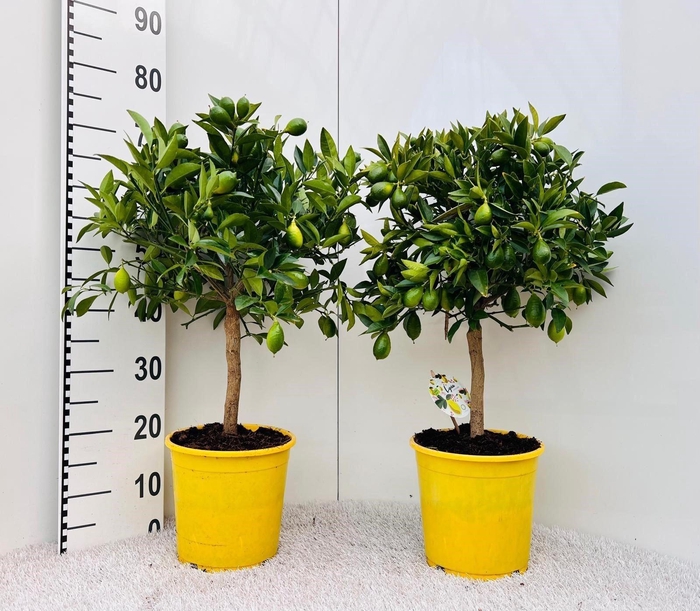 <h4>Citrofortunella floridana</h4>