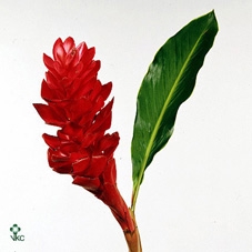 # Alpinia Jungle King Red **clearout**