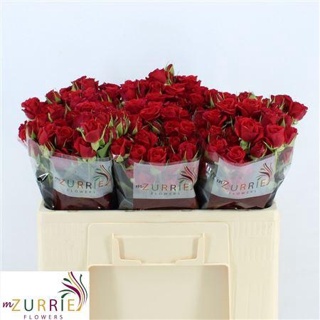 <h4>R Tr Mirabel</h4>