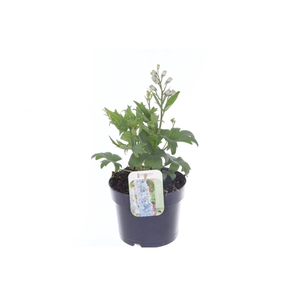 <h4>Delphinium Dignity Blue Shades</h4>