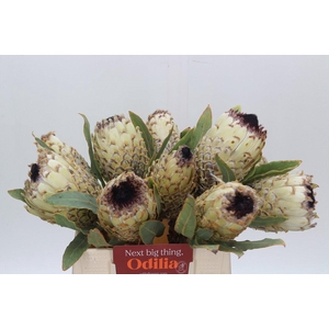 Protea Barbigera Ice Queen