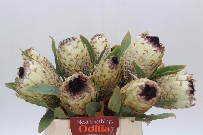 <h4>Protea Barbigera Ice Queen</h4>