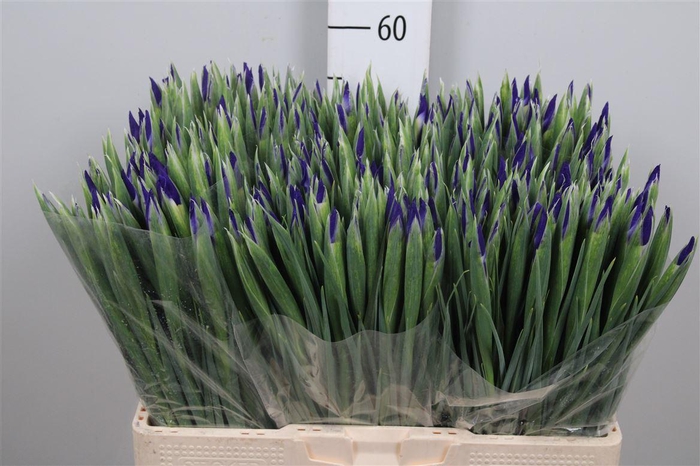 <h4>Iris Blue Magic</h4>