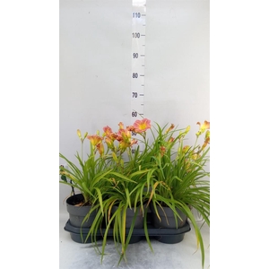 Hemerocallis   ...