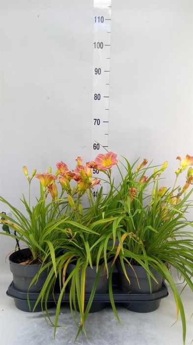 <h4>Hemerocallis ...</h4>