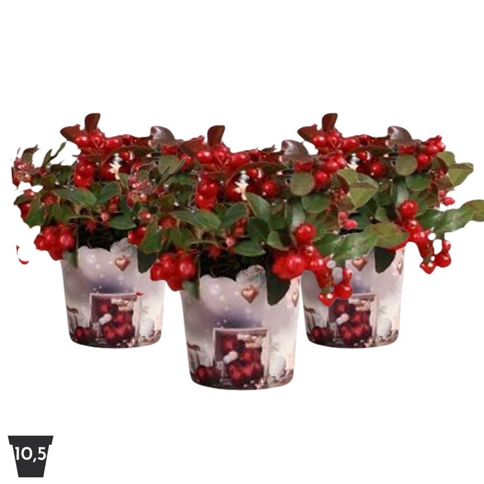 <h4>Gaultheria Pr Big Berry  Potcover</h4>
