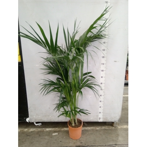 Howea forsteriana