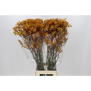 Anigozanthos Golden Girl