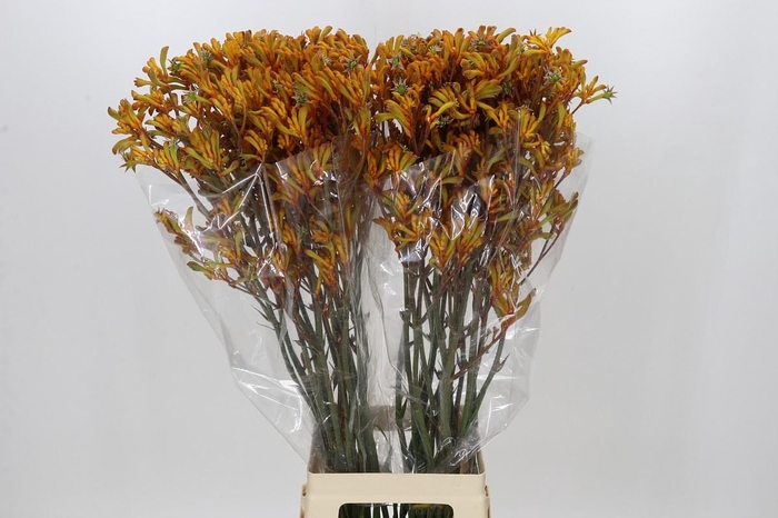 <h4>Anigozanthos Golden Girl</h4>