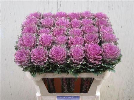 <h4>Brass Crane Queen</h4>