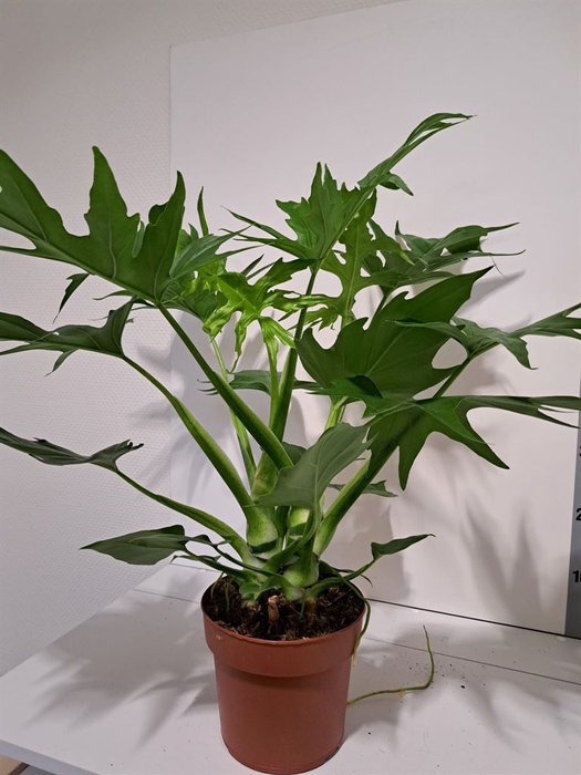 <h4>Philodendron   ...</h4>