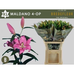 Li Ot Maldano