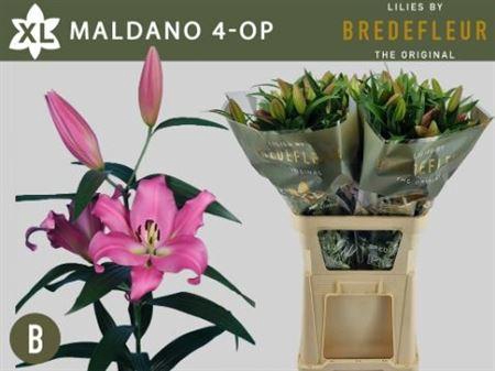 <h4>Li Ot Maldano</h4>