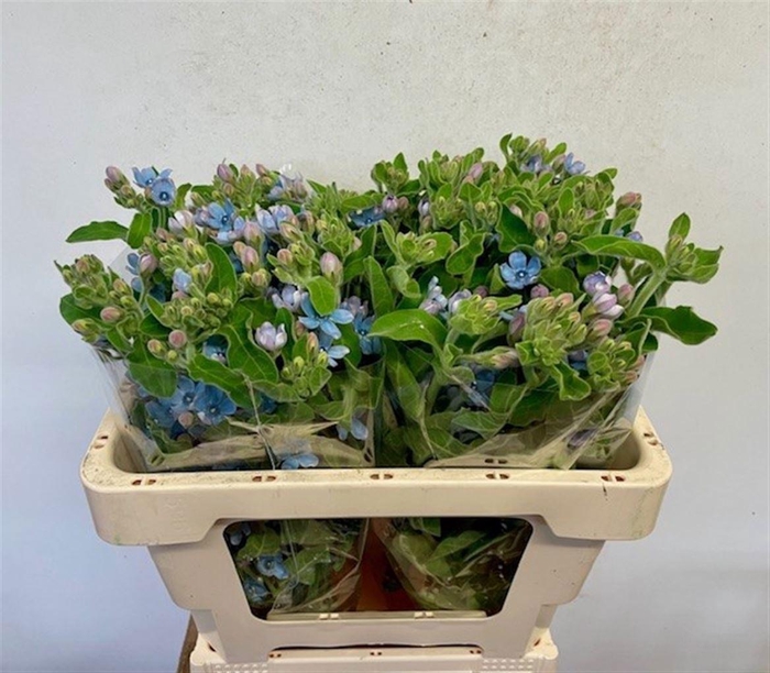 <h4>OXYPETALUM CO T PURE BLUE</h4>